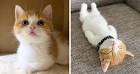 Available Munchkin Kittens For Sale & Cats For Adoption
