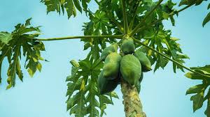 How to plant fruit trees, when to plant. 7 Emerging Benefits And Uses Of Papaya Leaf