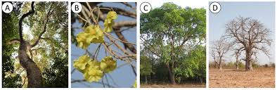 Image result for Monochoria africana