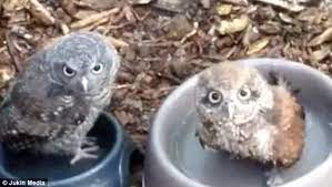 This is a short but sweet video of trude the owl taking a bath. Video Shows Baby Owl Splashing Around In A Bird Bath Daily Mail Online