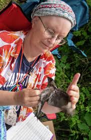 Robert Miller: CT is an example for how to save the purple martin