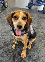 Freddie, a Customs and Border Protection detection dog, was assaulted by a  traveler from Egypt last month at Dulles Airport. Animals, like Freddie,  work every day to keep us safe