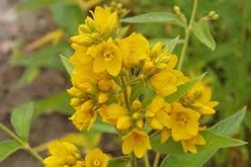 Flowers are in long spikes. Garden Yellow Loosestrife Wisconsin Dnr