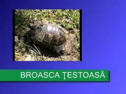 Aceasta este o planta de casa foarte cunoscuta, care se afla pe cale de disparitie in salbaticie din cauza distrugerii mediului si culesului excesiv si ilegal. Animale Si Plante Din Romania Pe Cale De Disparitie Youtube