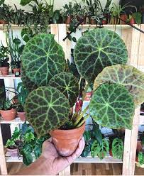 Pin On Indoor Gardening