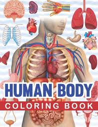 The flat bones are thin, curved and flattened like the sternum and skull. Human Body Coloring Book Human Body Human Anatomy Coloring Book For Kids Human Body Anatomy Coloring Book For Medical High School Students G Paperback Eso Won Books
