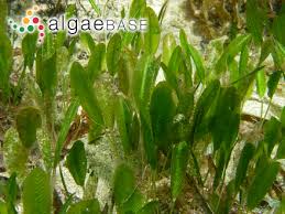 Image result for Halophila ovalis