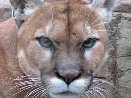 Рейтинг — 4.6 из 5 на основании 13067 оценок. Puma Animal Facts Felis Concolor Az Animals