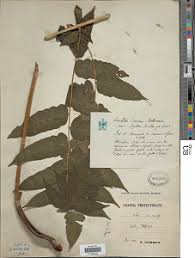 Image result for Blotiella currorii