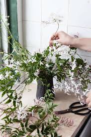 Check spelling or type a new query. Rethinking Jasmine The Perfect Vase For A Fragrant Flowering Vine Gardenista