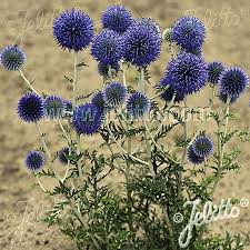 Image result for globe thistle