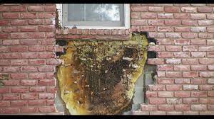 Install a basic veneer brick wall. Beekeeper Generates Lots Of Buzz After Removing Giant Hive From Behind Brick Wall Wnep Com