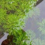 Image result for Limnophila indica