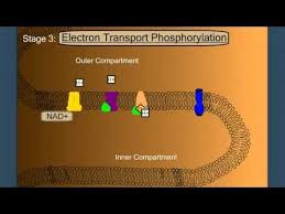 Electron Transport Phosphorylation Cellular Respiration Oxidative Phosphorylation Electrons