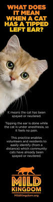 Your cat will be under anesthesia when they tip his ear. Neuteredscooter Neuteredscooter Profile Pinterest