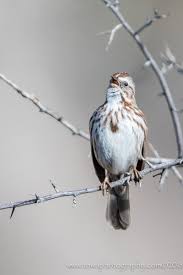 Birds Of A Feather Song Original One Of The Most Prolific Songbird Singers Out There Is The Song Sparrow Beautiful Birds
