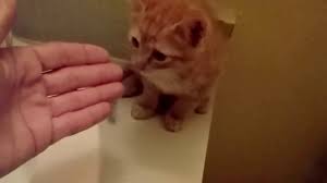 Yavru Kedi Nasil Emzirilir Nasil Cis Ve Kaka Yaptirilir Nasil Temizlenir Pet Yurdu