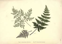 Image result for Aleuritopteris