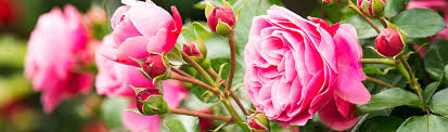 Ein meer aus blumen, die sich sanft im wind wiegen und das ganze jahr über voller farbenkraft strahlen? Bezaubernde Bluten Rosen Im Garten Magnus Gartenpark Pfalzgrafenweiler