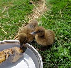 We did not find results for: Feeding Ducks What Do Ducks Eat And What Not To Feed