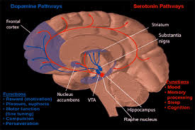 Dude, you just must see this weird masturbation. Inside The Mind Of A Pedophile Neuroanthropology