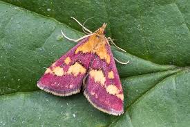 Image result for Pyrausta sanguinalis