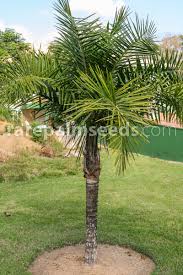 Image result for Syagrus