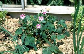 Image result for Oxalis tetraphylla