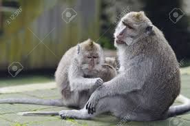 Find the top 10 most impressive animals¡don´t miss it! Exotic Asian Animals Cute Monkeys Family Wildlife Bali Indonesia Stock Photo Picture And Royalty Free Image Image 42093776