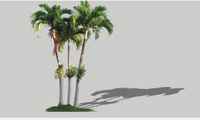 Free Download Palm Tree 3d Model Vismats Com In 2020 Model Tree 3d Tree Palm Trees