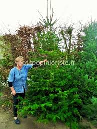 Check spelling or type a new query. Sapin De Noel