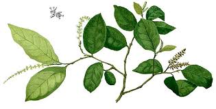 Image result for Antidesma