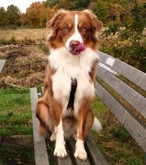 Mini Black And Brown Australian Shepherd I Want Australian Shepherd Dogs Australian Shepherd Corgi Dog