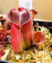 Image result for Microcoelia physophora