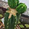 San pedro cactus is a cactus belonging to the echinopsis genus of the cactaceae family. 1