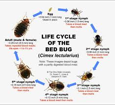 Последние твиты от bug doctor pest control services (@bugpestscontrol). Life Cycle A Bed Bug Infestation Can Have A Long Life Cycle That Repeats Call Us To Help You With All Pest Pr Termite Prevention Pest Control Pest Problem