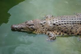 Be aware people living in KZN, South Africa. Following devastating floods -  now the hunt is on for 5 crocodiles washed away from KZN farm during  floods! 7 have been found already!