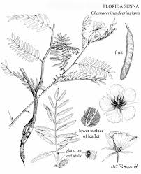 Image result for Chamaecrista