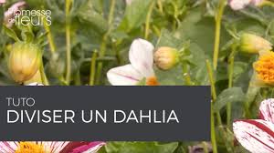 Dahlia Plantation Division Entretien Et Conseils De Culture