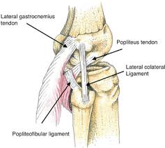 Check spelling or type a new query. Posterior Cruciate Ligament Posterolateral Corner And Multiligament Knee Injuries Musculoskeletal Key