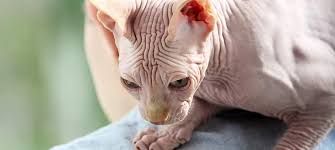 Please provide a valid price range. Sphynx Cat Breed Facts And Personality Traits Hill S Pet