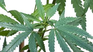 This member of the hibiscus family is often planted as an plant in warmer climates. What Is A Pot Leaf Marijuana Leaf Definition Weedmaps