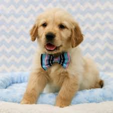 Labradoodle and goldendoodle puppy breeder ny. Puppy Love 15 Photos 10 Reviews Pet Stores 4802 Valley View Blvd Nw Roanoke Va Phone Number