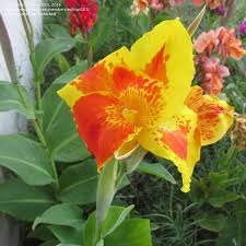 Pin On Cannas Red Yellow Speckled