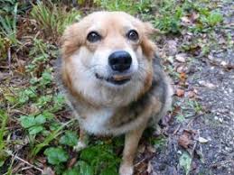 Wir haben für sie in unserem onlineshop: Real Nature Hundefutter Im Aktuellen Test Alle Vor Und Nachteile