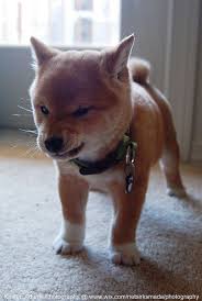 The most common shiba inu baby material is fleece. Shiba Inu Cute Animals Baby Dogs Cute Baby Animals