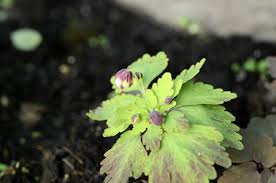 Image result for Isopyrum nipponicum