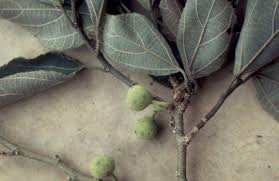 Image result for Ficus exasperata