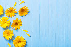 Wallpaper mawar mawar biru hd. Huayi Blossom Floral Wood Board Background Flowers On Blue Wooden Planks Backdroop Photophone Studio Photocall Props Mz 1100 Background Aliexpress
