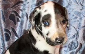 Great dane puppy information resource center including care, training, house breaking, nutrition, training, breeder directories and more. Akc Great Dane Puppies Dynamite Danes